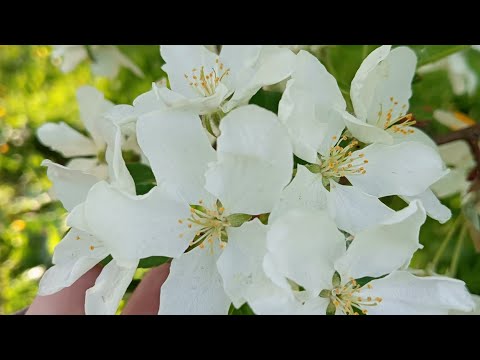 Видео: Распределение части зарплаты за май🙃Пустые конверты😬Оптимизация категорий🤔