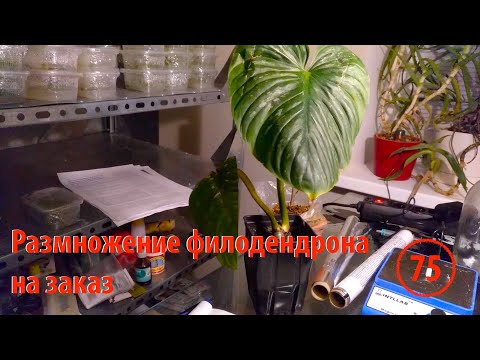 Видео: [75] Микроклональное размножение филодендрона на заказ. Комнатные растения в нашей лаборатории