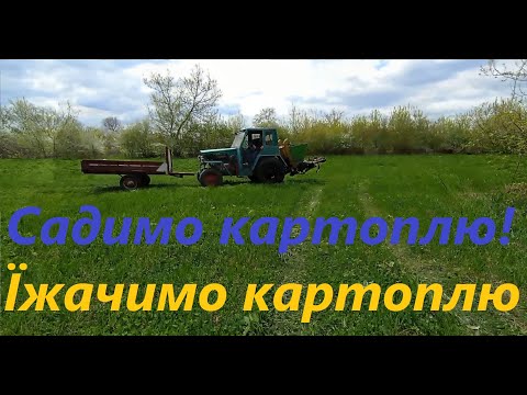 Видео: Посадка та прополка "їжаками" картоплі різних сортів!!!