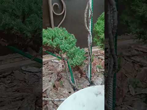 Видео: 12 ноября 2025 г.