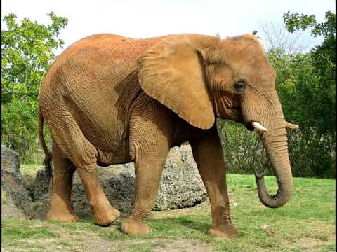 Видео: Жабайы аңдар 2. Дикие животные на казахском языке. Животные жарких стран. Жабайы жануарлар. ИГО-ГО