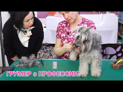 Видео: ГРУМЕР О ПРОФЕССИИ.Основные понятия. Нюансы профессии.