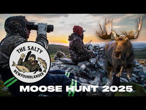 Видео: Охота на лося 2025, эпизод 1