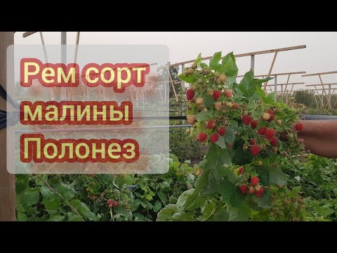 Видео: Рем сорт малины Полонез два месяца плодоношения