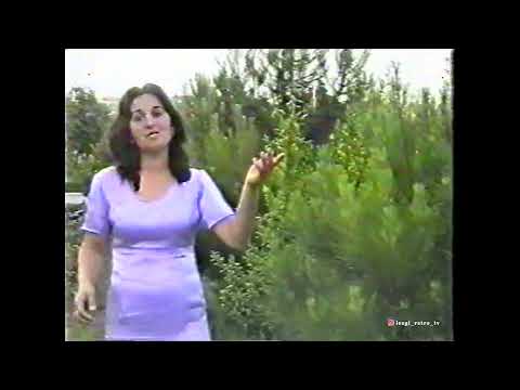 Видео: гр Звезда - Чан ширин (2001)