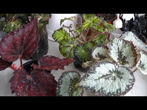 Видео: Размножение декоративно лиственной бегонии. Часть первая.