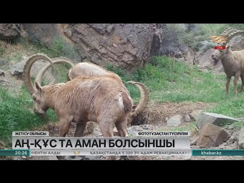Видео: «Алтынемел» ұлттық паркіндегі қызыл кітапқа енген жабайы жануарлар 10 мыңға жетті