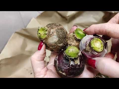 Видео: 03.01.21.Гиацинты. Обрабатываем в "Максиме"и убираем на хранение в холодильник..