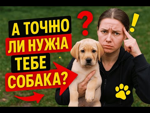 Видео: А ты уверен, что тебе нужна собака? Советы от кинолога,  о чем подумать перед покупкой щенка.