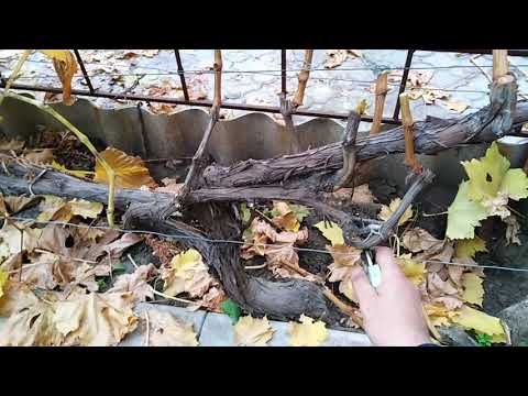 Видео: Обрезка винограда осенью. Мой способ.