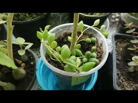 Видео: Растения на балконе, 29 сентября 2024г.