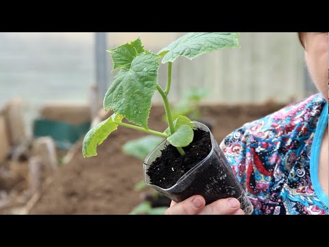 Видео: КОГДА ВСЕ ТОЛЬКО САЖАЮТ, МЫ УЖЕ ЕДИМ! ЛУЧШИЙ СПОСОБ ПОСАДКИ ОГУРЦОВ ДЛЯ РАННЕГО УРОЖАЯ