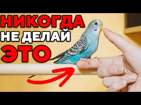 Видео: 10 Ошибок, которые совершают владельцы попугаев