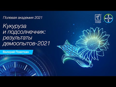 Видео: Кукуруза и подсолнечник: результаты демоопытов-2021