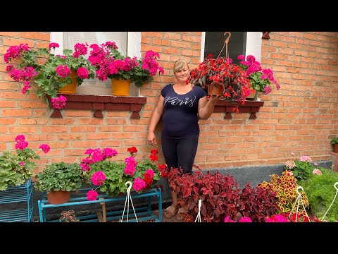 Видео: Горшечный  садик из ПЕЛАРГОНИЙ, КОЛЕУСОВ, БЕГОНИЙ-дух захватывает!!!!🌸🌸🌸🌸🌸🌸🌸🌸