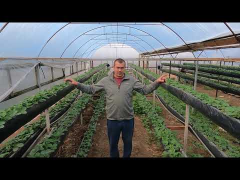 Видео: Конструкция теплицы и  стеллажей под малообьемку.