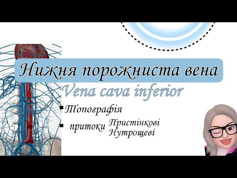 Видео: Нижня порожниста вена. Vena cava inferior. Топографія. Притоки.