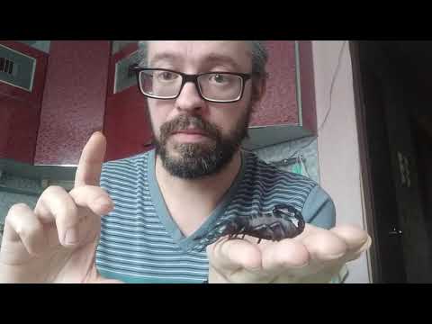 Видео: Скорпион Heterometrus Spinifer на руках