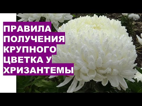 Видео: Хризантемы: как вырастить очень крупные цветы? 5 правил