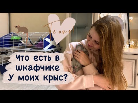 Видео: Что купить крысам? Что нужно крысам, а что нет? Показываю что есть у моих крыс🐀