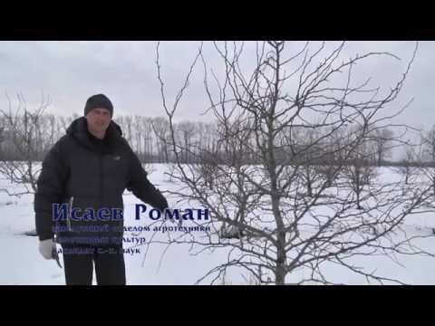 Видео: Обрезка груши