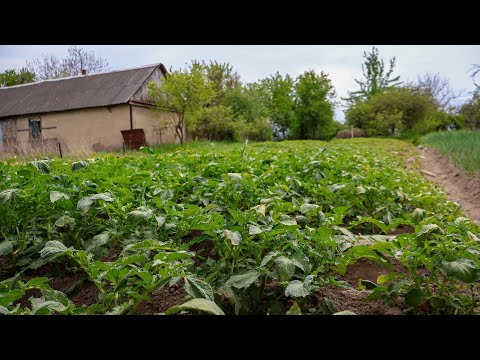 Видео: Картопля Рів'єра в травні,яку садили в березні на Поліссі