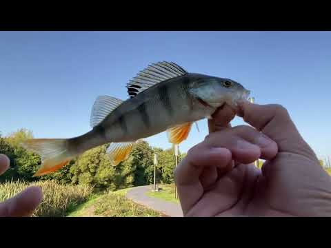 Видео: Хорошая окуневая рыбалка 👍👍🎣👍