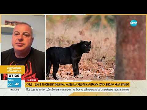 Видео: Търсенето на черния леопард: Отказ или продължение?