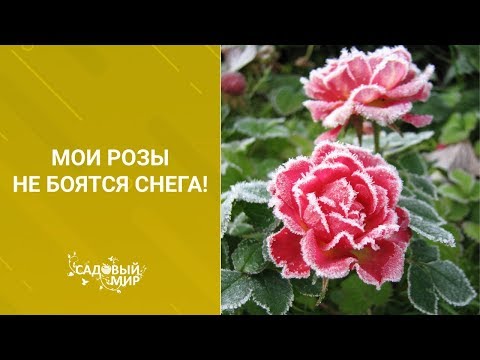 Видео: Мои розы не боятся снега