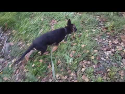Видео: И Снова Нора На Прогулке #собака #овчарка #щенок #прогулка