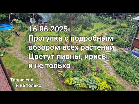 Видео: Творю сад. 16.06.2025 Прогулка с подробным обзором всех растений. Цветут пионы. Новые посадки.