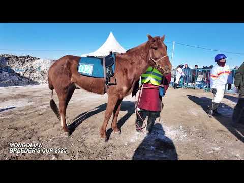 Видео: Өвлийн МОРИН УРАЛДААН 2025