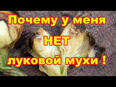 Видео: Почему луковая муха облетает мой лук стороной