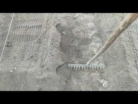 Видео: Посадка картофеля. По Митлайдеру. Узкие грядки.