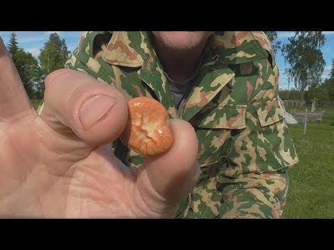 Видео: Черные русские бобы #2. Первые всходы. Семена из Латвии.