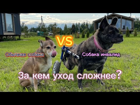 Видео: СПИНАЛЬНИК VS ОБЫЧНАЯ СОБАКА | ЗА КЕМ ЕЖЕДНЕВНЫЙ УХОД СЛОЖНЕЕ?