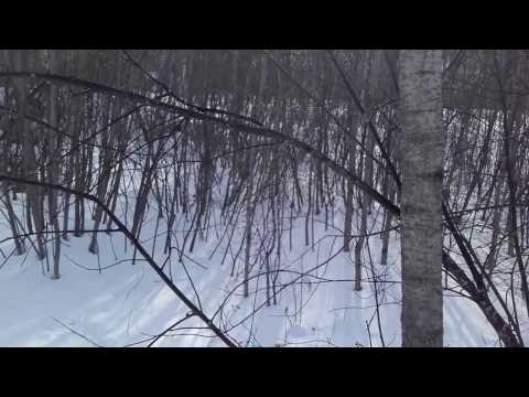 Видео: установка петель и капканов на зайца 12022017