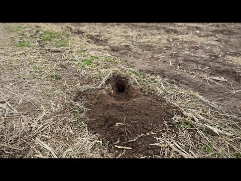 Видео: Набор для посадки в грязевую яму для койота (набор KILLER)