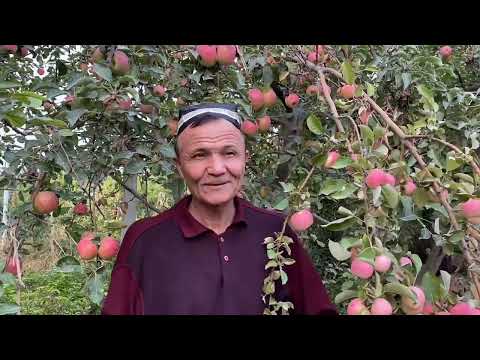 Видео: ОЛМАЛАРГА  РАНГ БЕРИШ ВА ЧИРИШДВН САКЛАШ..+998781470500...ИФОДА...МУТАХАСИС