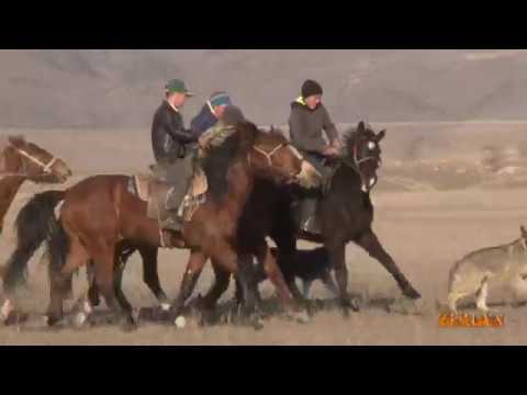 Видео: Наурыз Арасан конные игры 22 03 2019 часть2