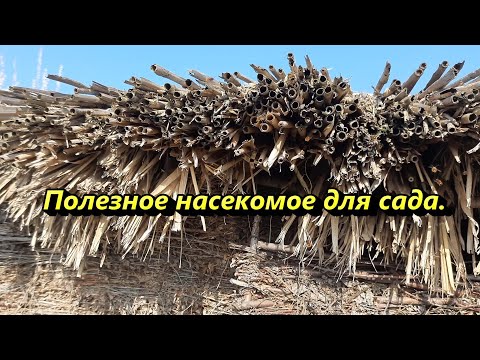 Видео: Осмии на вашем участке. Это несложно!