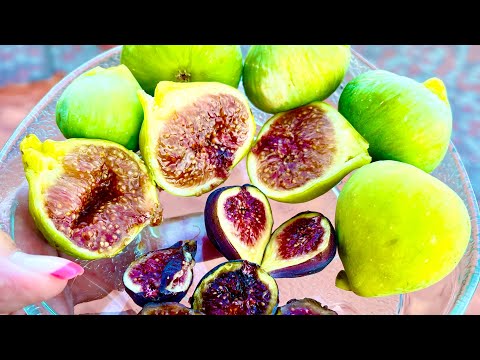 Видео: Инжиры в контейнерах . Конадрия , обалденные фиги .