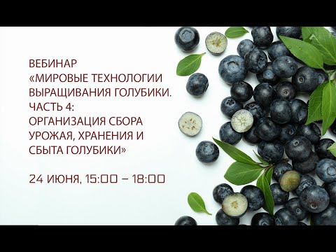 Видео: Мировые технологии выращивания голубики.Часть 4: Организация сбора урожая, хранения и сбыта голубики