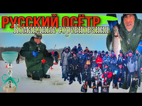 Видео: ОДНА ЛУНКА РАЗДАЕТ ФОРЕЛЬ Командный турнир по ловле форели Русский Осетр