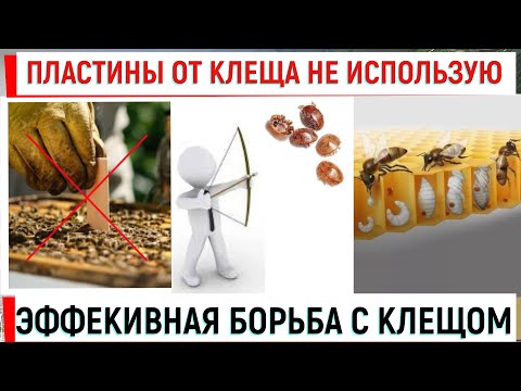 Видео: Пластины от клеща не использую! Зимовка 100%. Эффективная борьба с клещом.