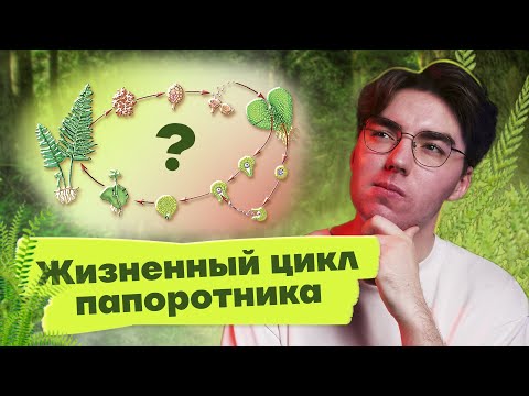 Видео: Все о жизненном цикле папоротника для ОГЭ | Биология 2023 Умскул