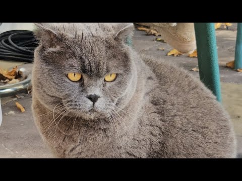 Видео: Почему ты не послушный? 😅 / Смешные животные/ Британский кот 