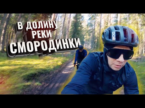 Видео: В долину реки Смородинки. Бобры, Следы Зверей и Глухомань