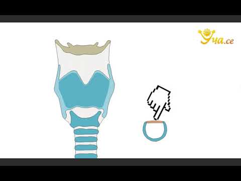 Видео: Дихателна система   *1