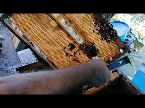 Видео: Изоляция маток для позднего наращивания семей.